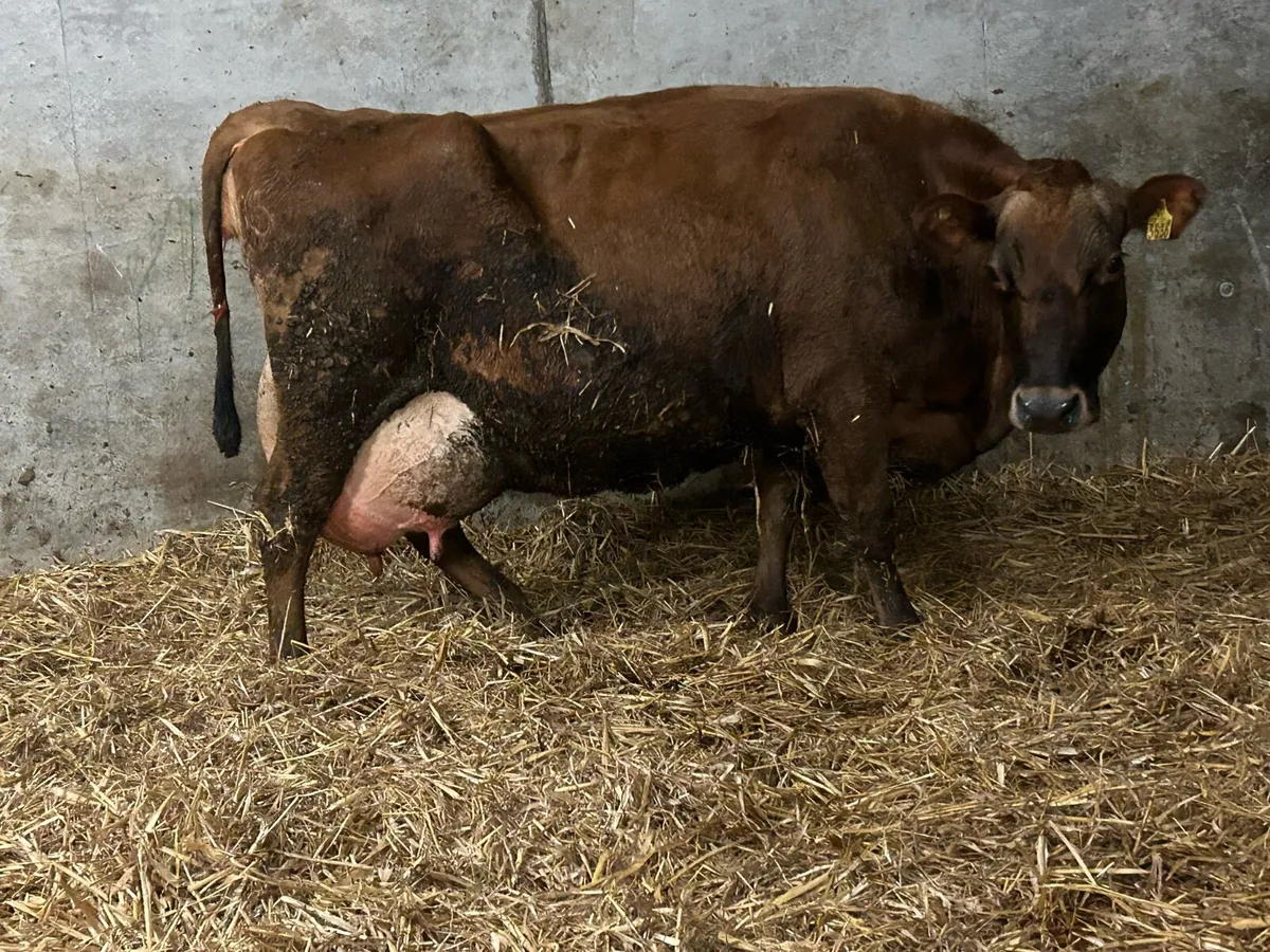 freshly calved foster/milking cow - Image 1