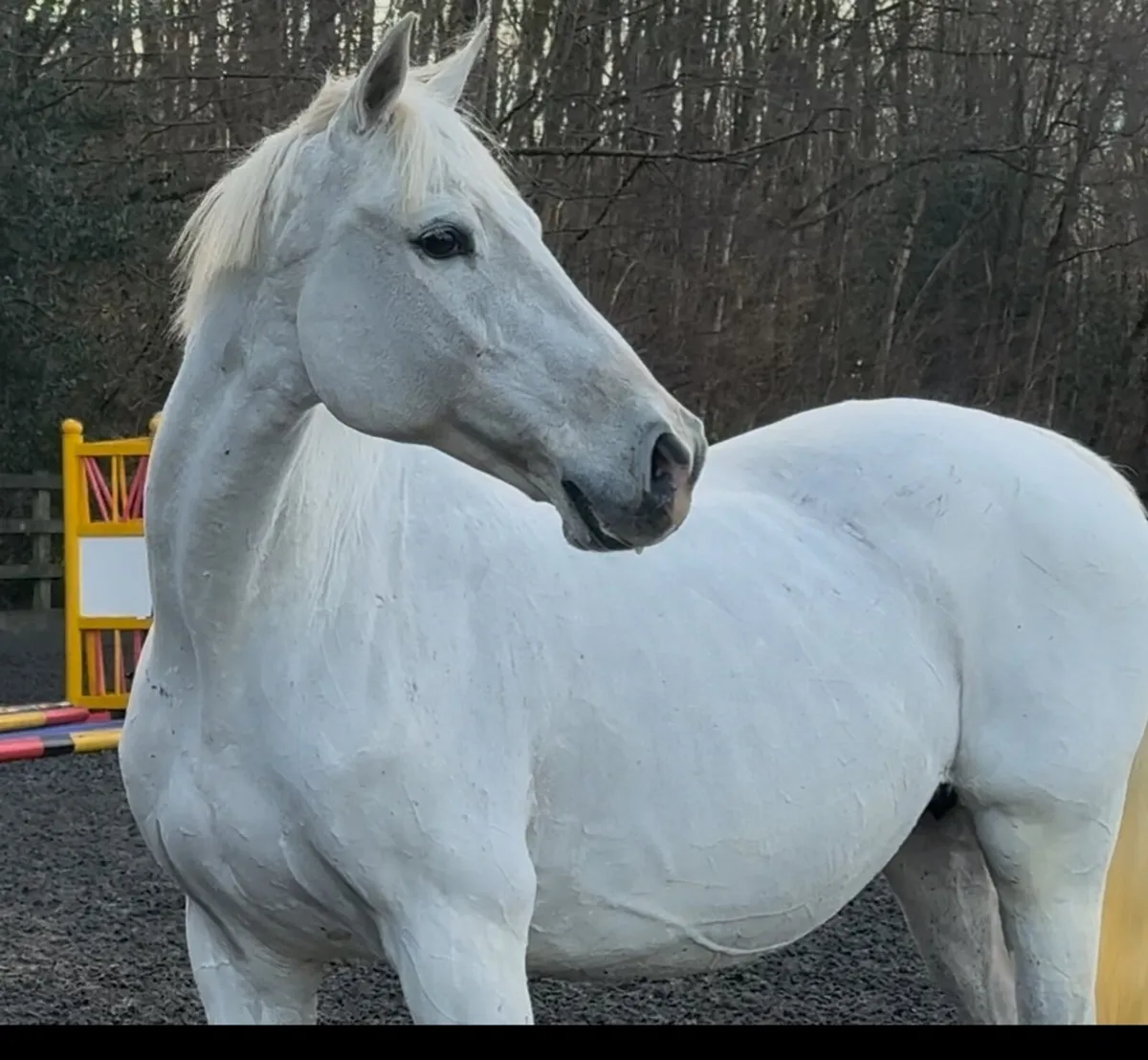 Broodmare in foal to dominator 2000 Z - Image 1