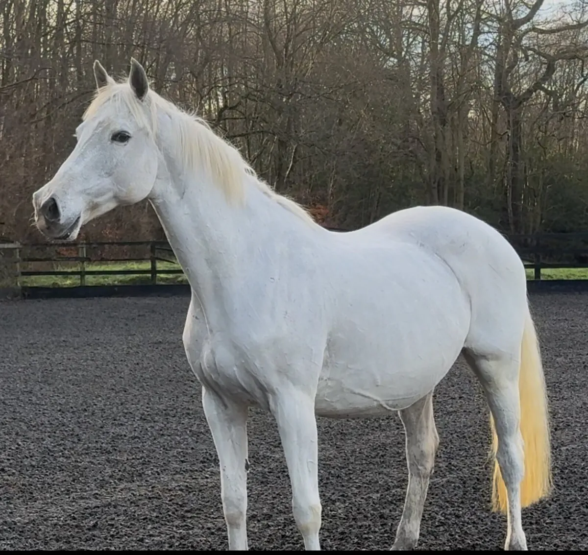 Broodmare in foal to dominator 2000 Z - Image 2