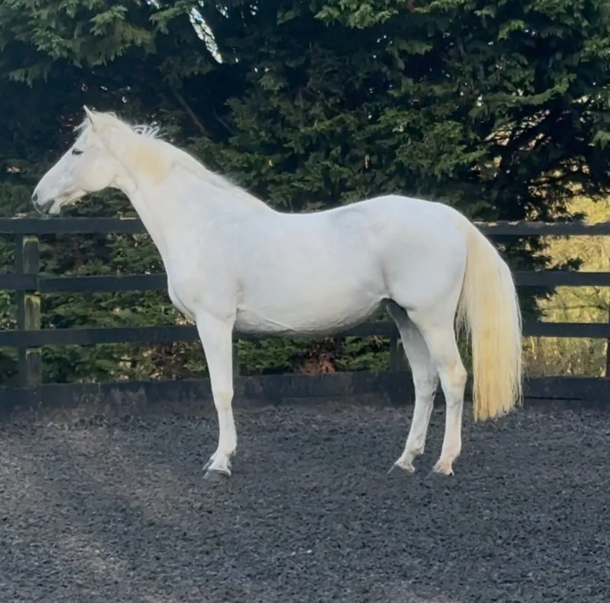 Broodmare in foal to dominator 2000 Z - Image 3