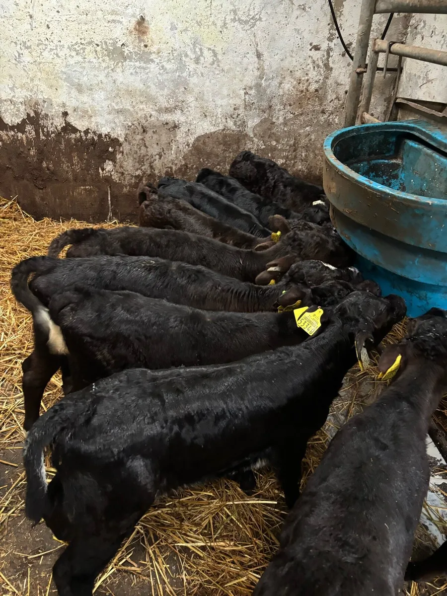 Limousine & Belgian Blue calves - Image 1