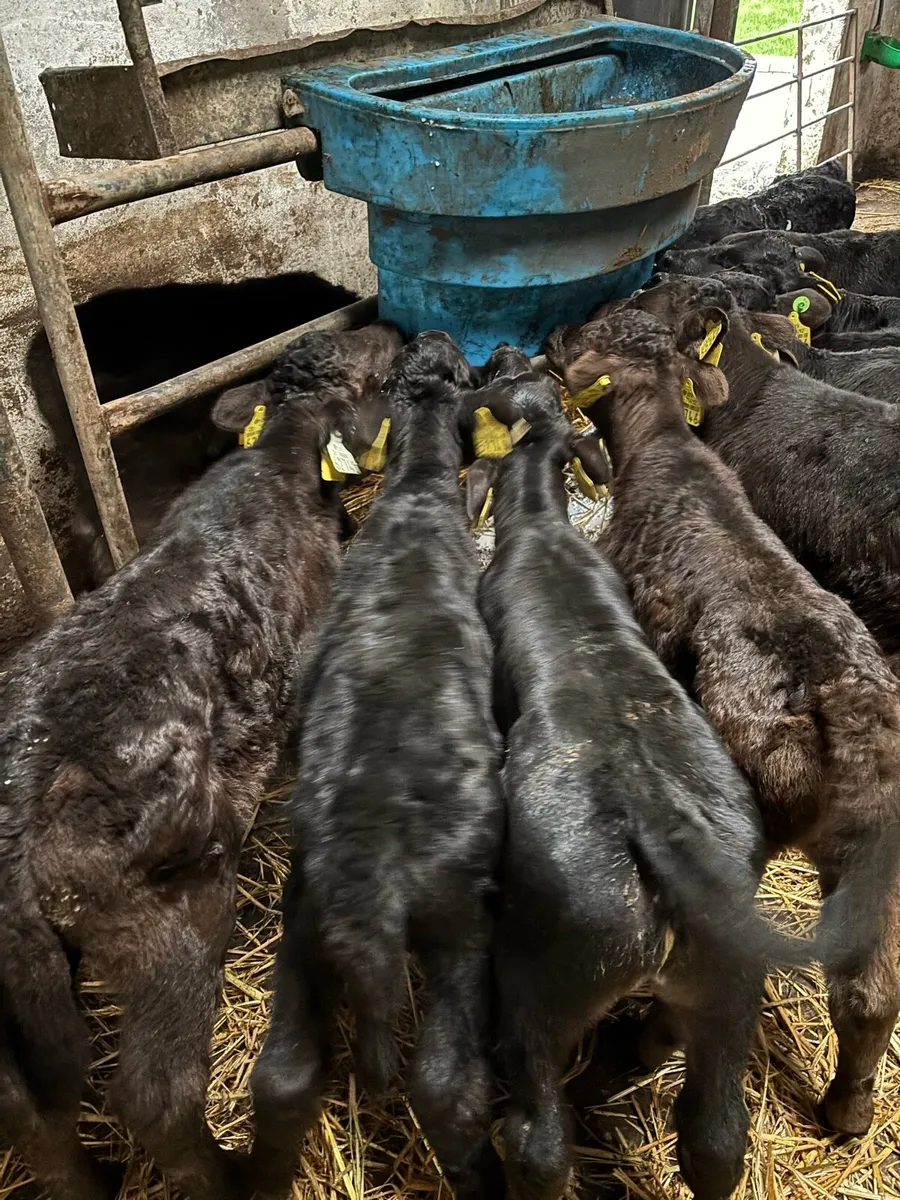 Limousine & Belgian Blue calves - Image 2