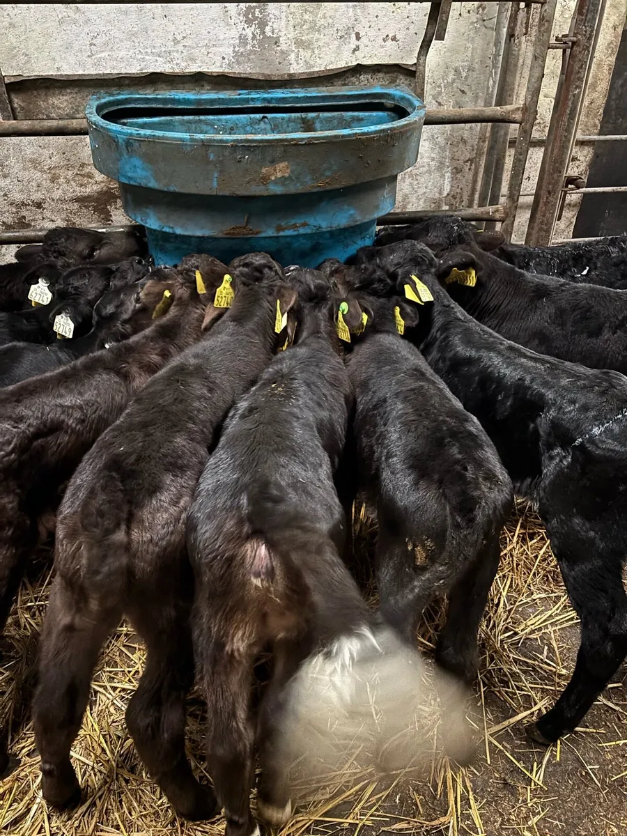 Limousine & Belgian Blue calves - Image 3