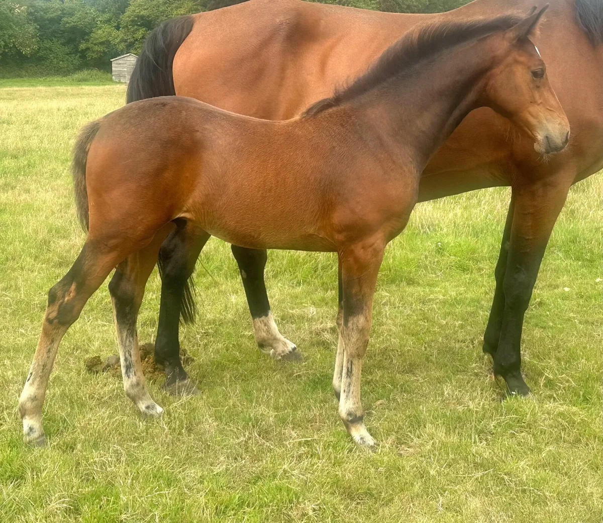 Orville vd watermolen x jacardi ( Cicero Z)