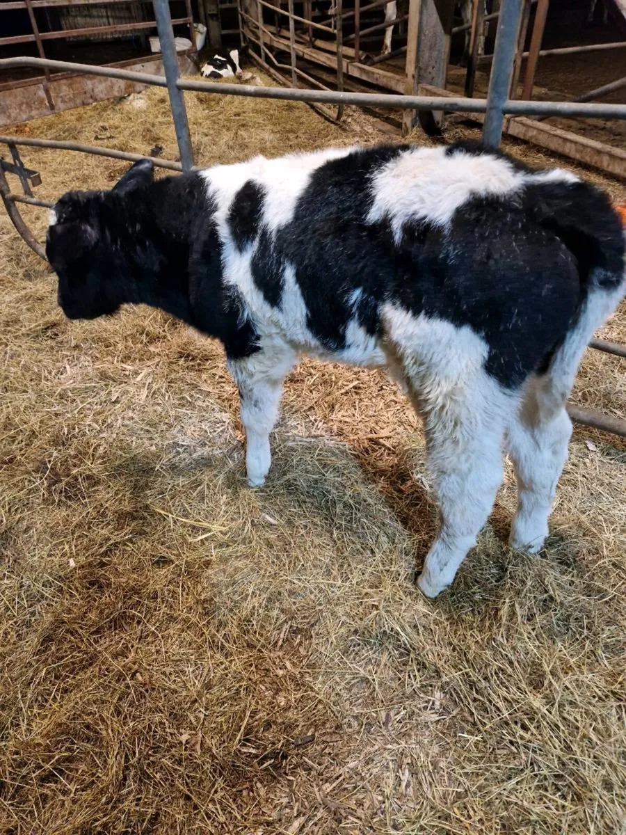 Belgian Blues - Image 3