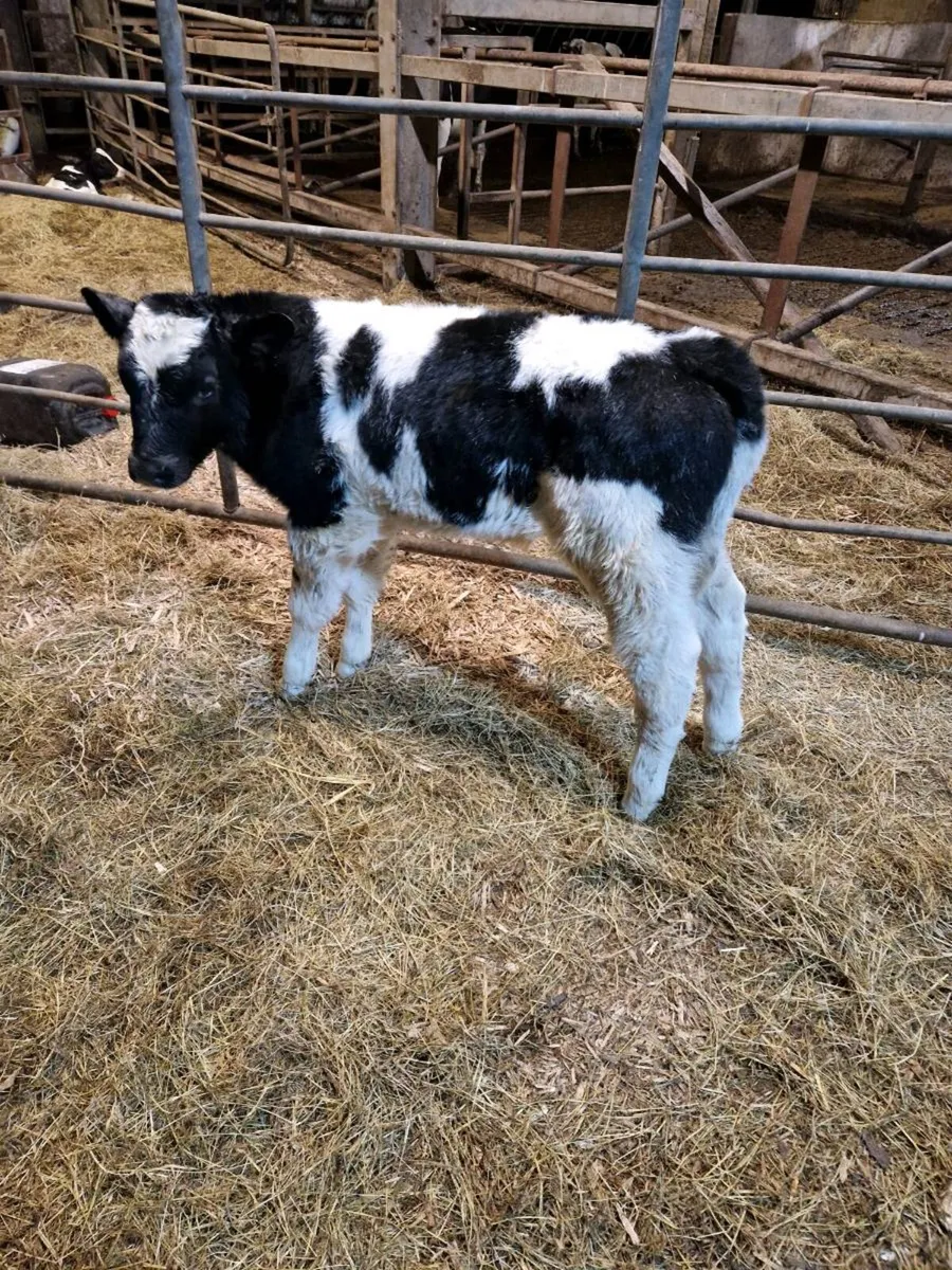 Belgian Blues - Image 4