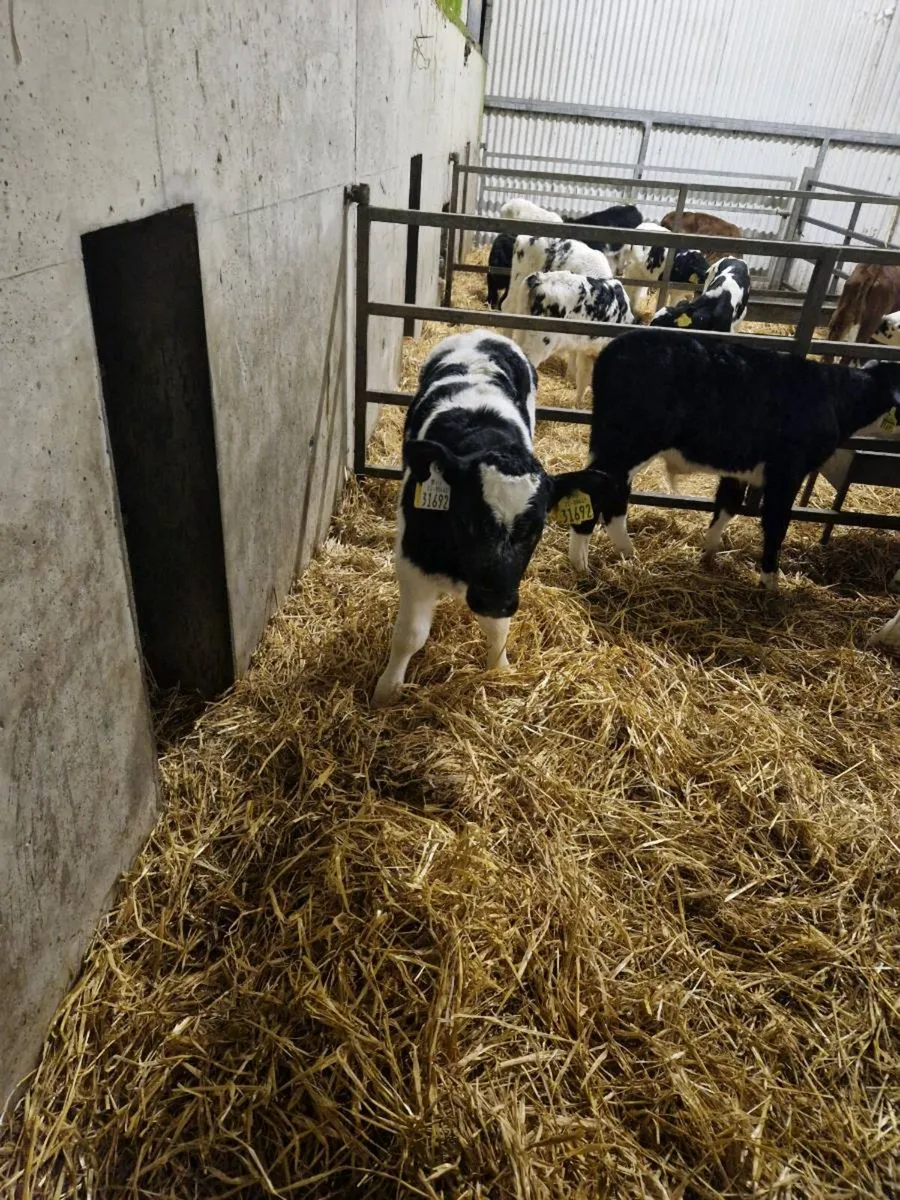 Belgian Blues - Image 1