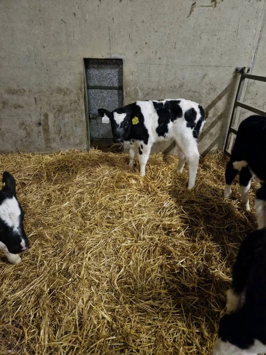 Belgian Blues - Image 2