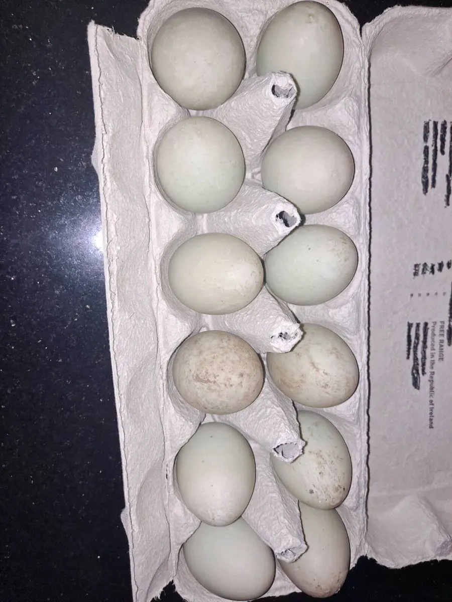 Call Duck Eggs - Image 2