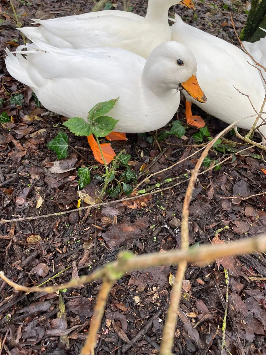 Call Duck Eggs - Image 1