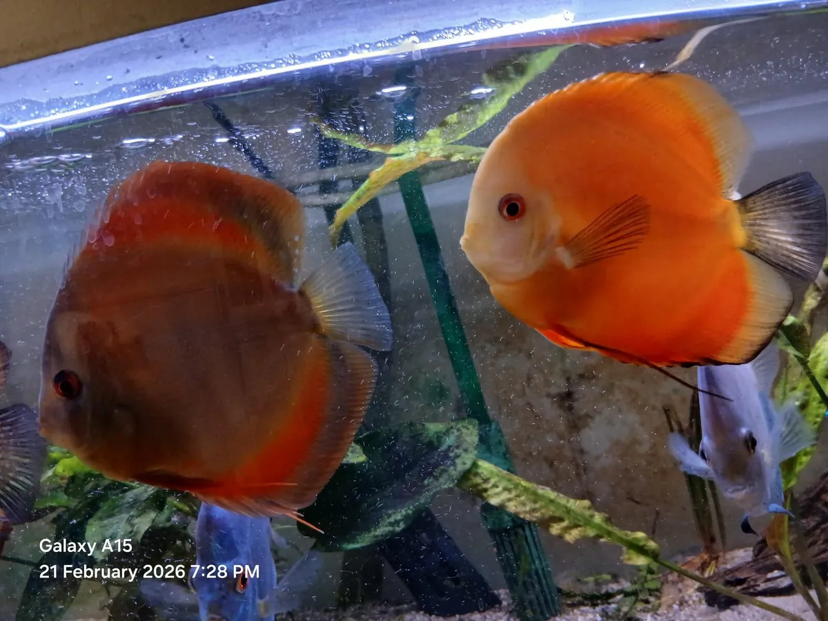 DISCUS FISH - Image 1