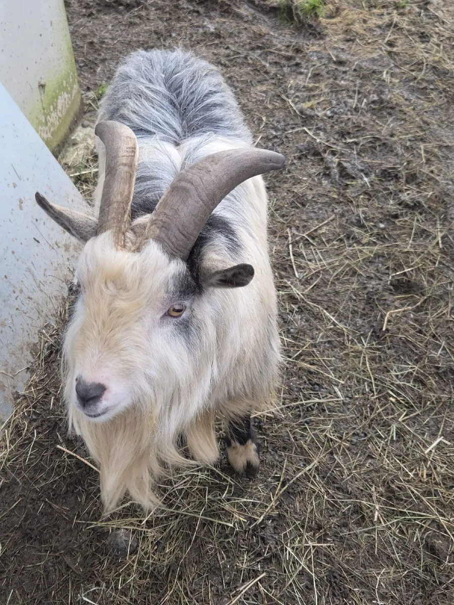 2 year old pygmy  billy goat - Image 1