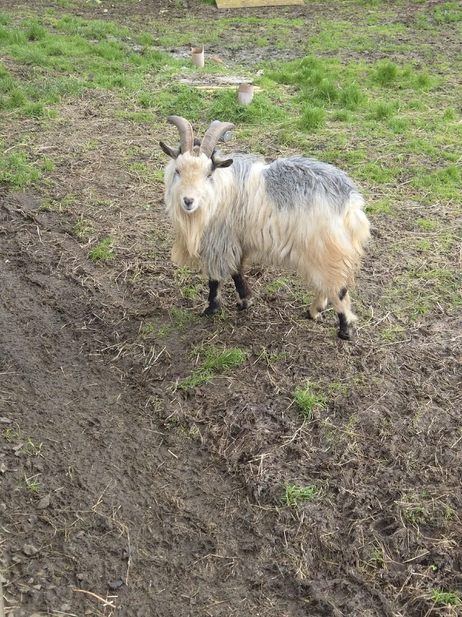 2 year old pygmy  billy goat - Image 2