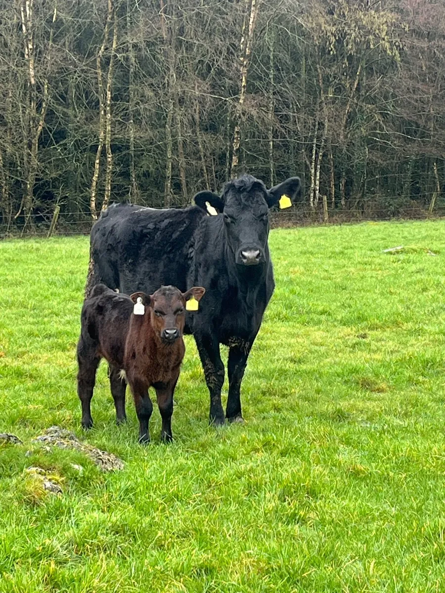 Cow and calf - Image 1