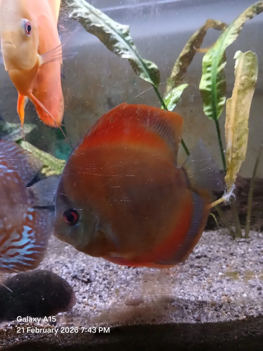 DISCUS FISH - Image 3