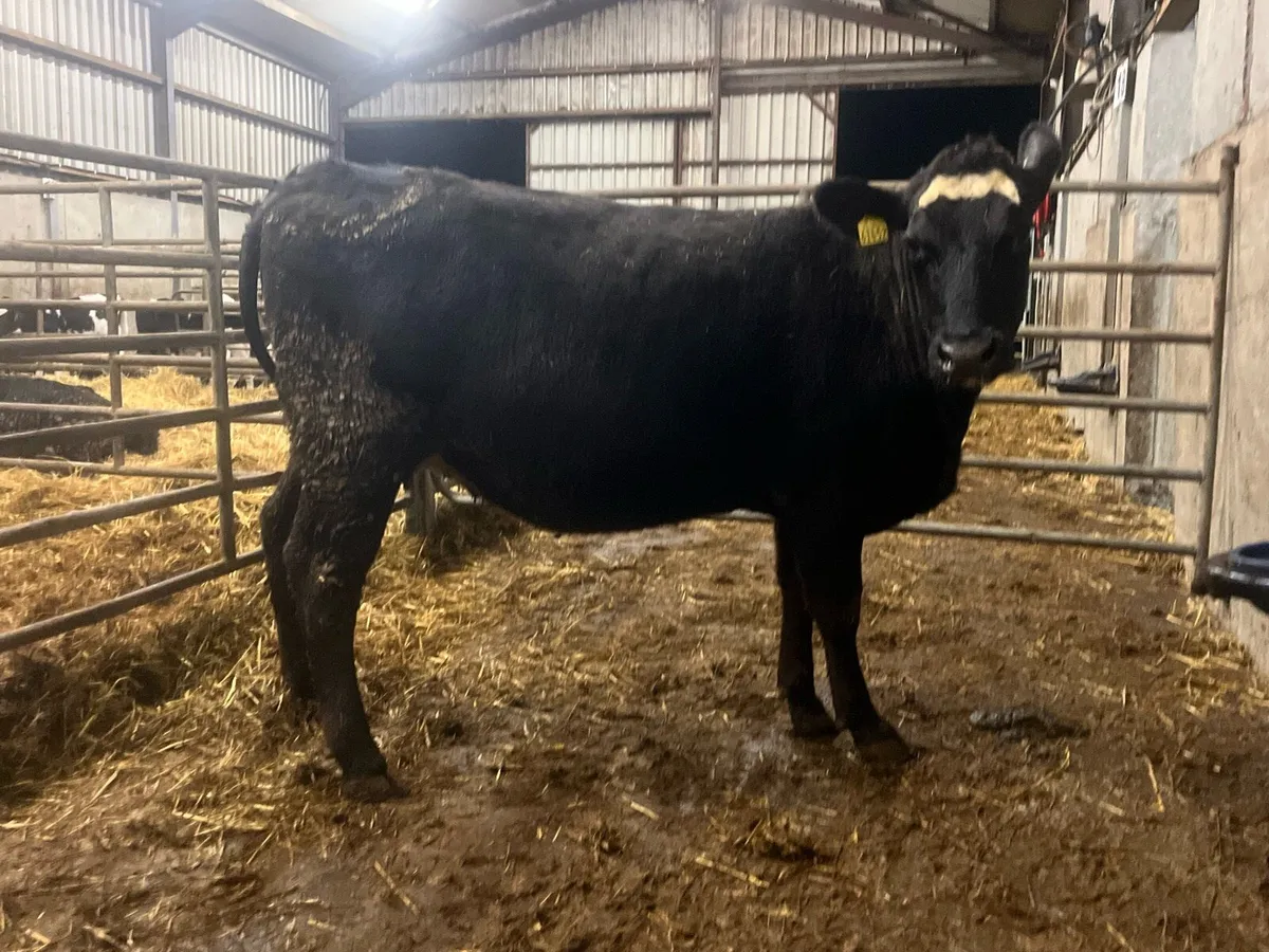 Super Angus X Simmental springer - Image 2