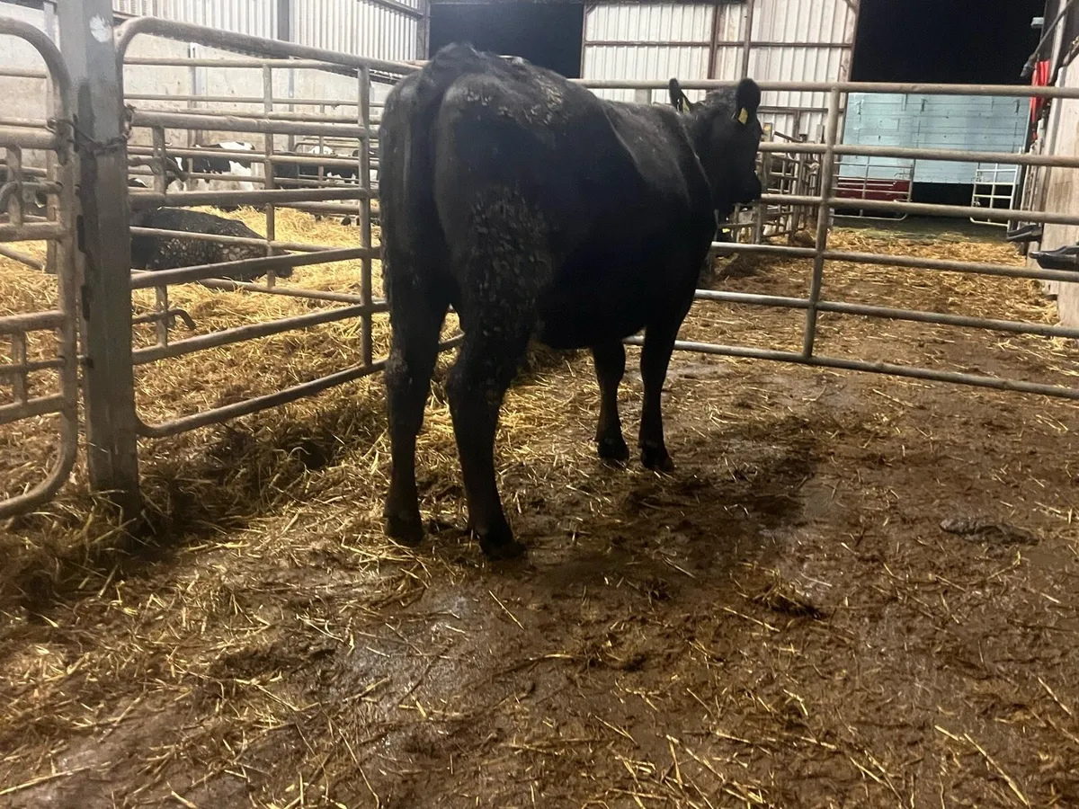 Super Angus X Simmental springer - Image 4