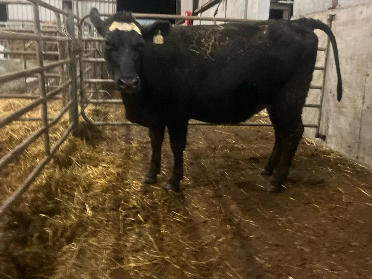 Super Angus X Simmental springer - Image 1