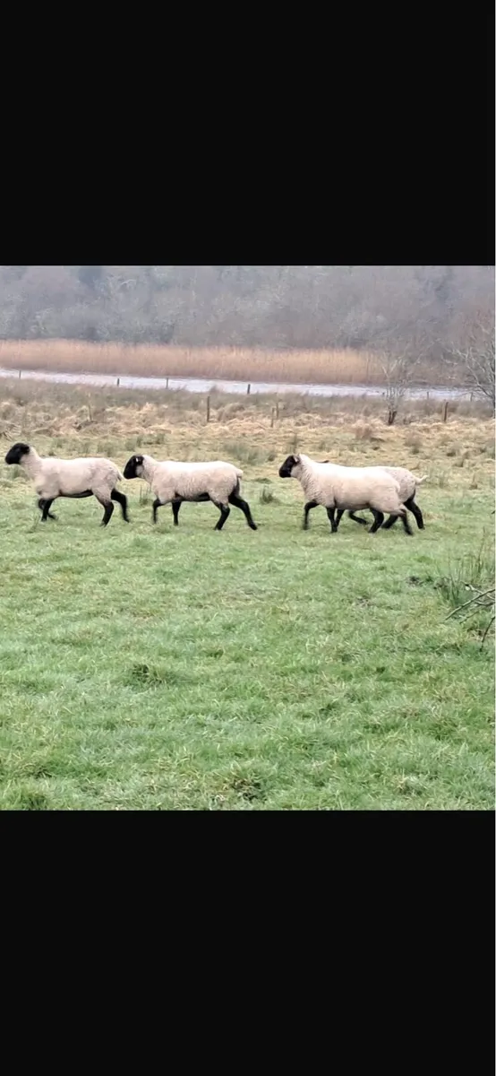 Suffolk Hoggets - Image 2