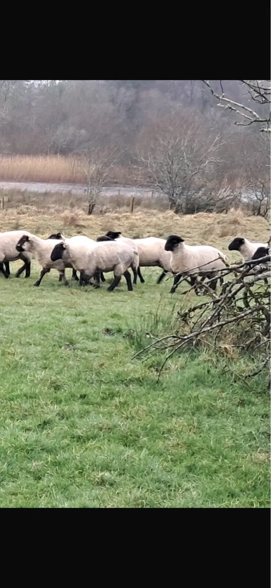 Suffolk Hoggets - Image 3
