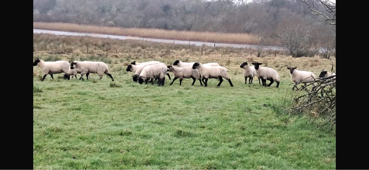 Suffolk Hoggets - Image 4