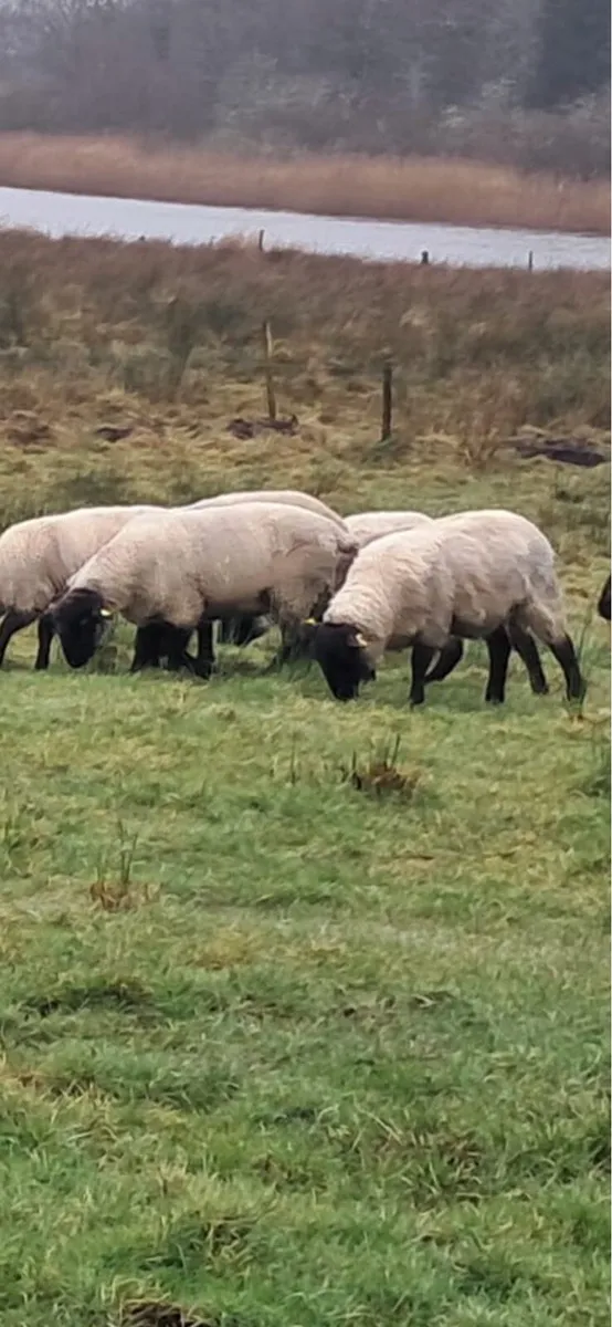 Suffolk Hoggets - Image 1