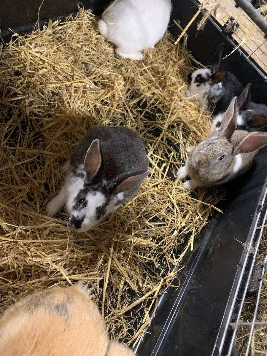 Baby rabbits - Image 2