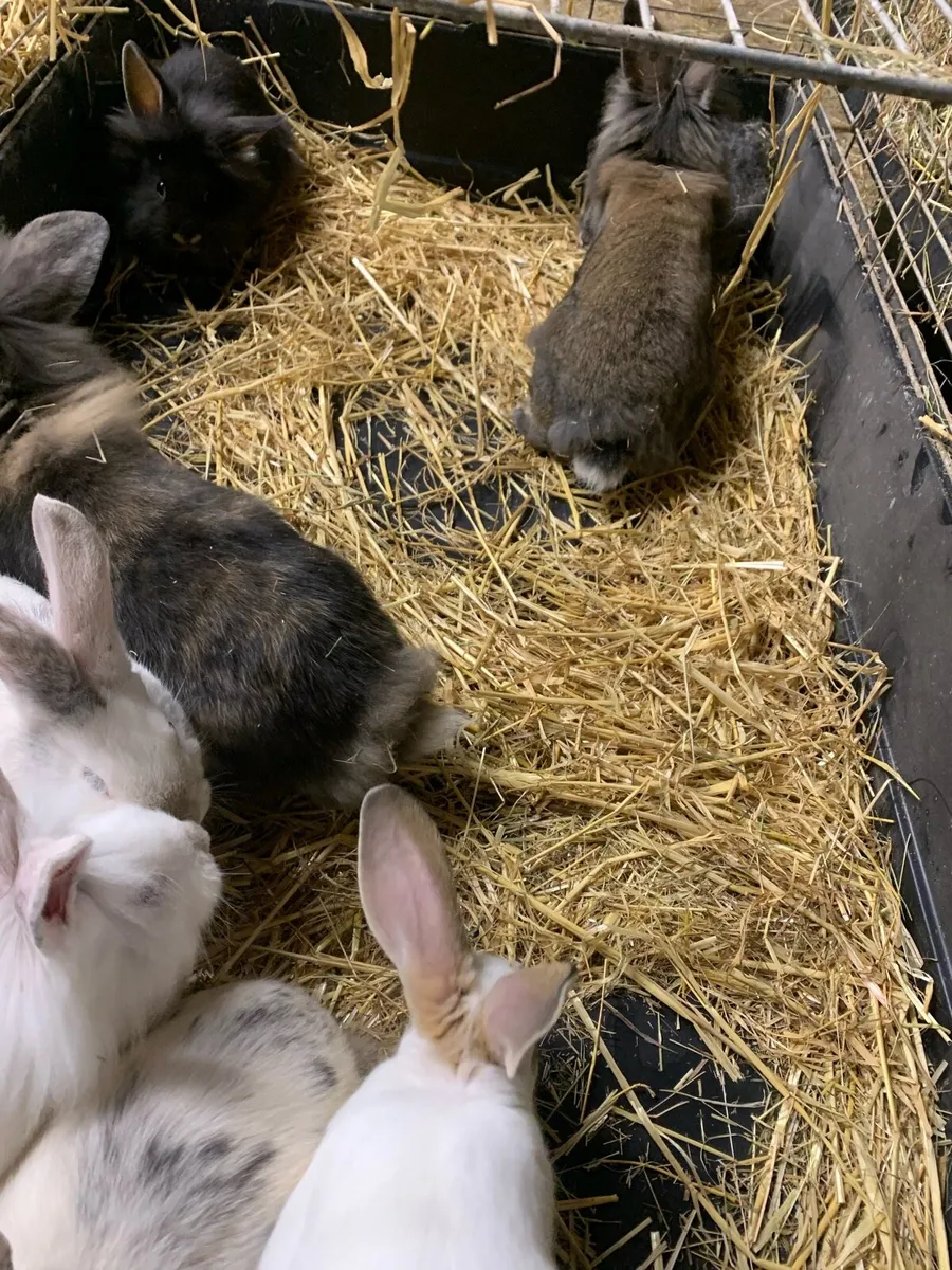 Baby rabbits - Image 3