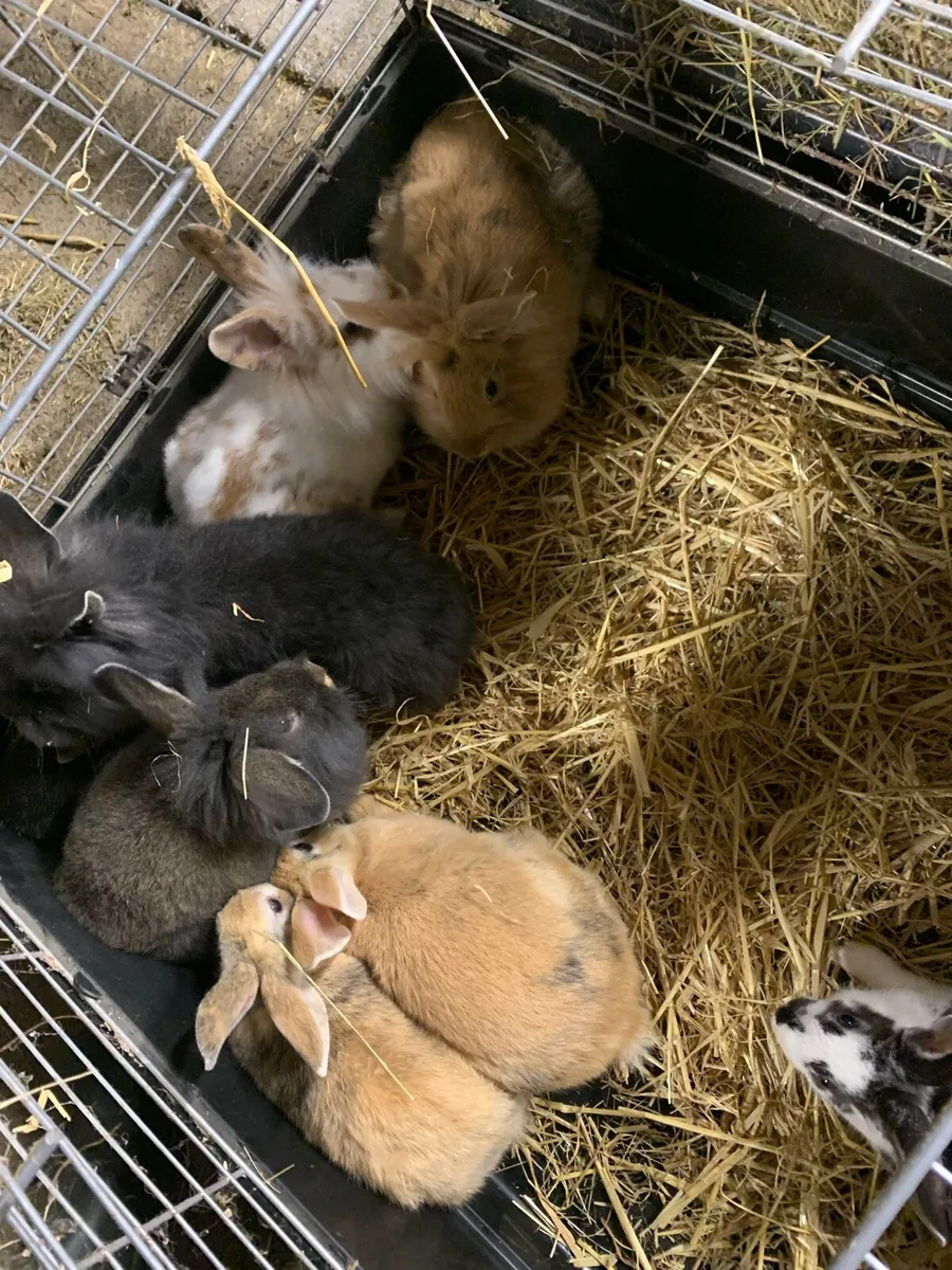 Baby rabbits - Image 1