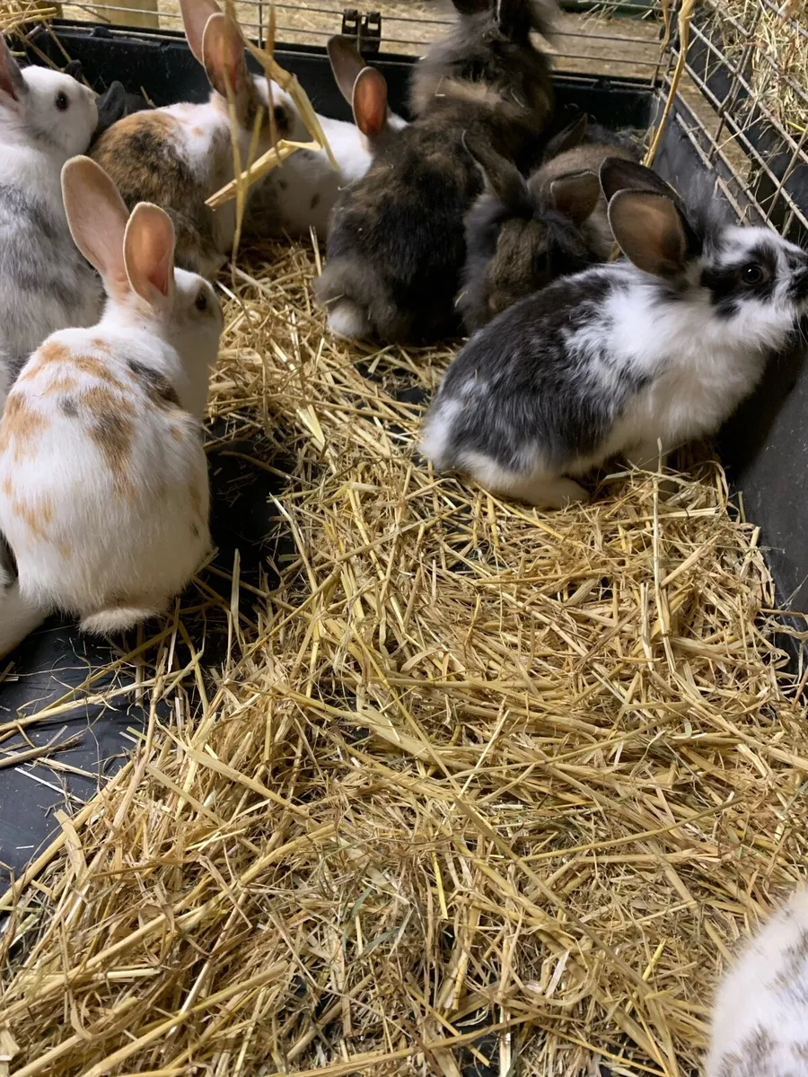 Baby rabbits - Image 4
