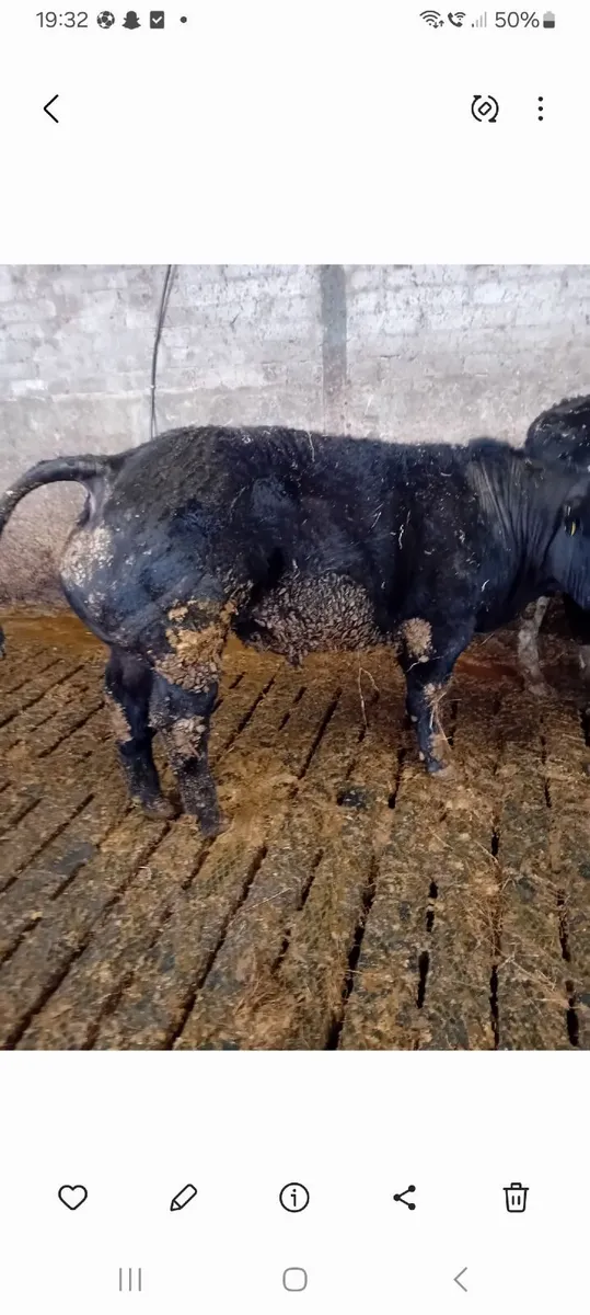 Show Bullock - Image 3