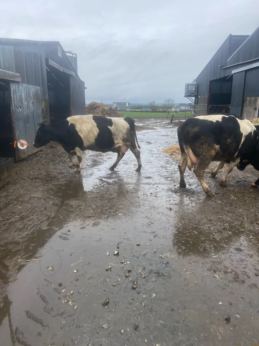 Freshly calved cows - Image 2