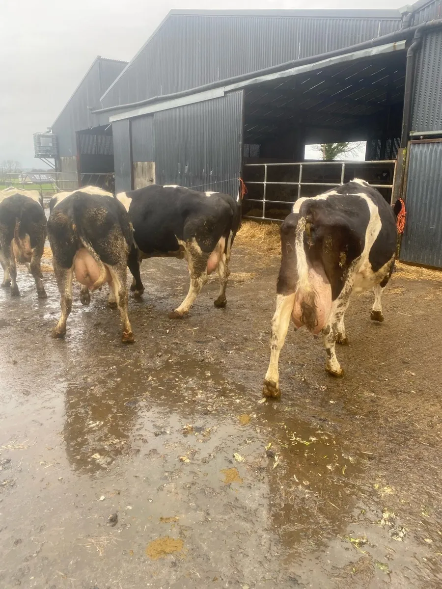 Freshly calved cows - Image 1