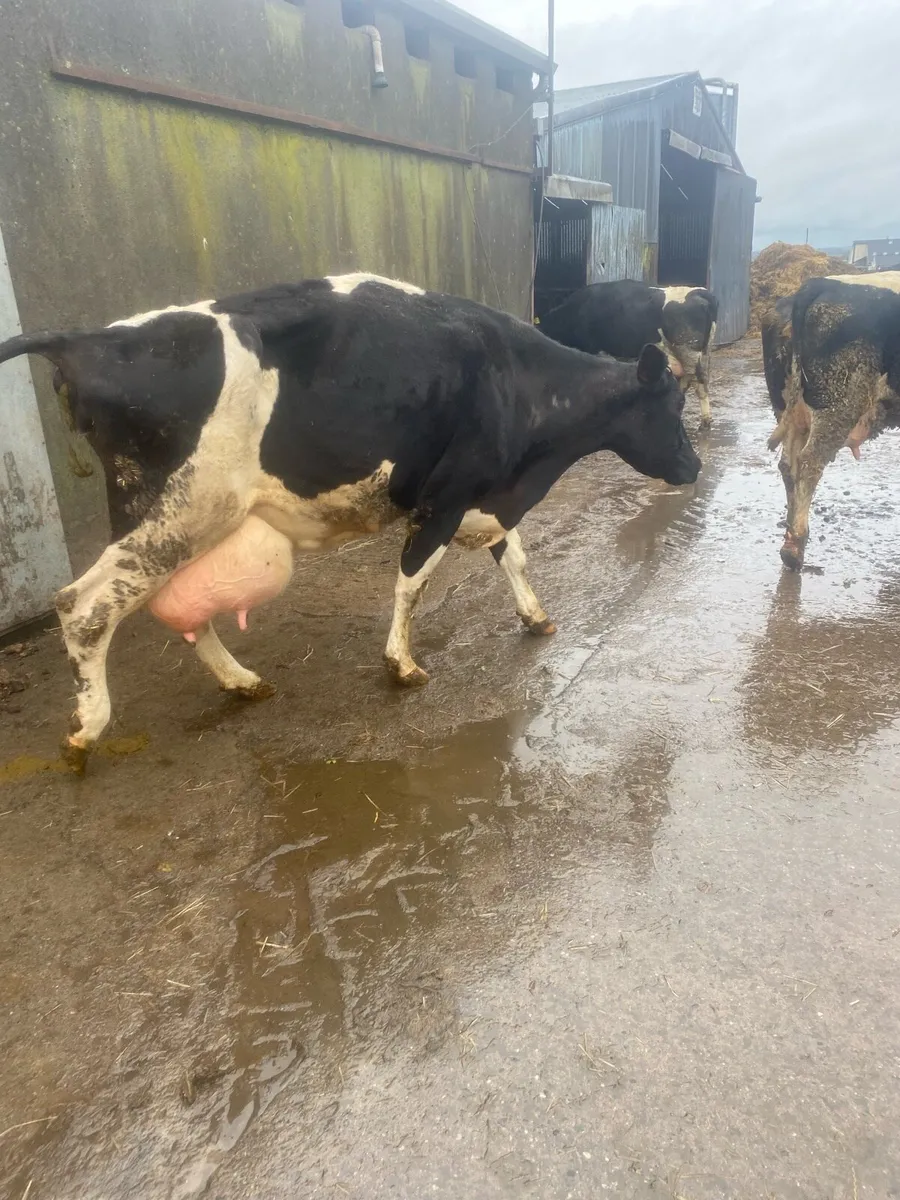 Freshly calved cows - Image 3