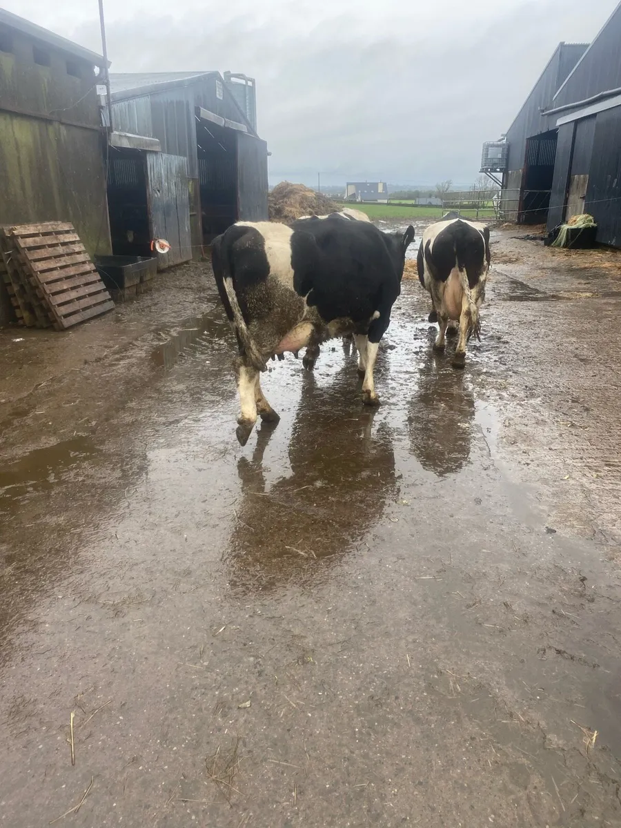 Freshly calved cows - Image 4