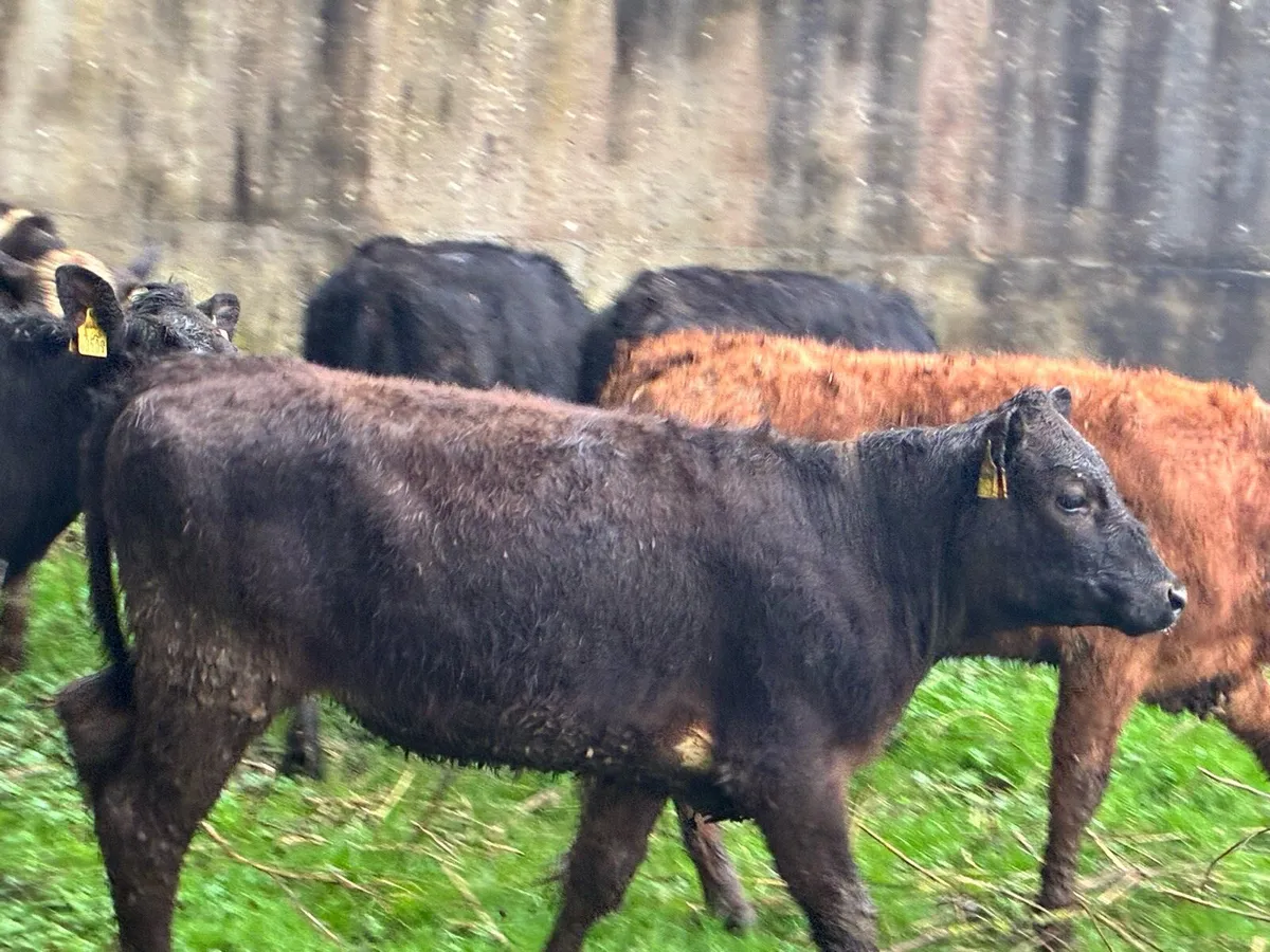 10 lovely limousine heifers for sale - Image 4