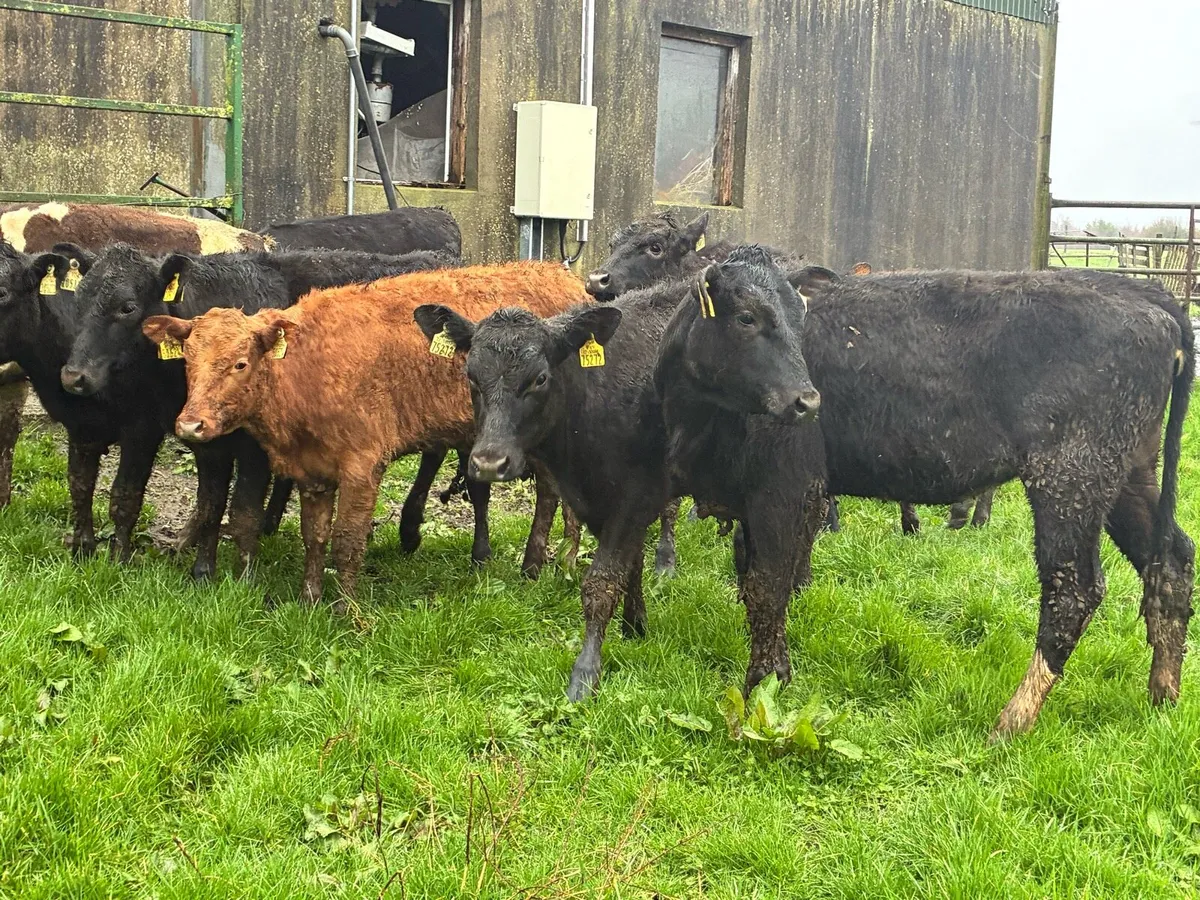 10 lovely limousine heifers for sale - Image 3