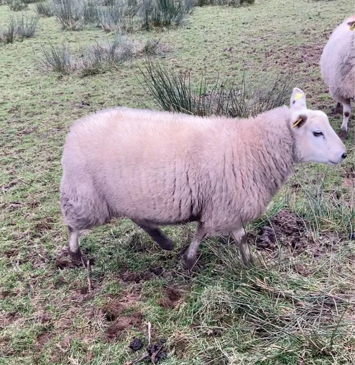 Ewe lambs - Image 1