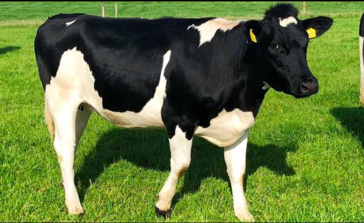 Contract rearing - Image 1