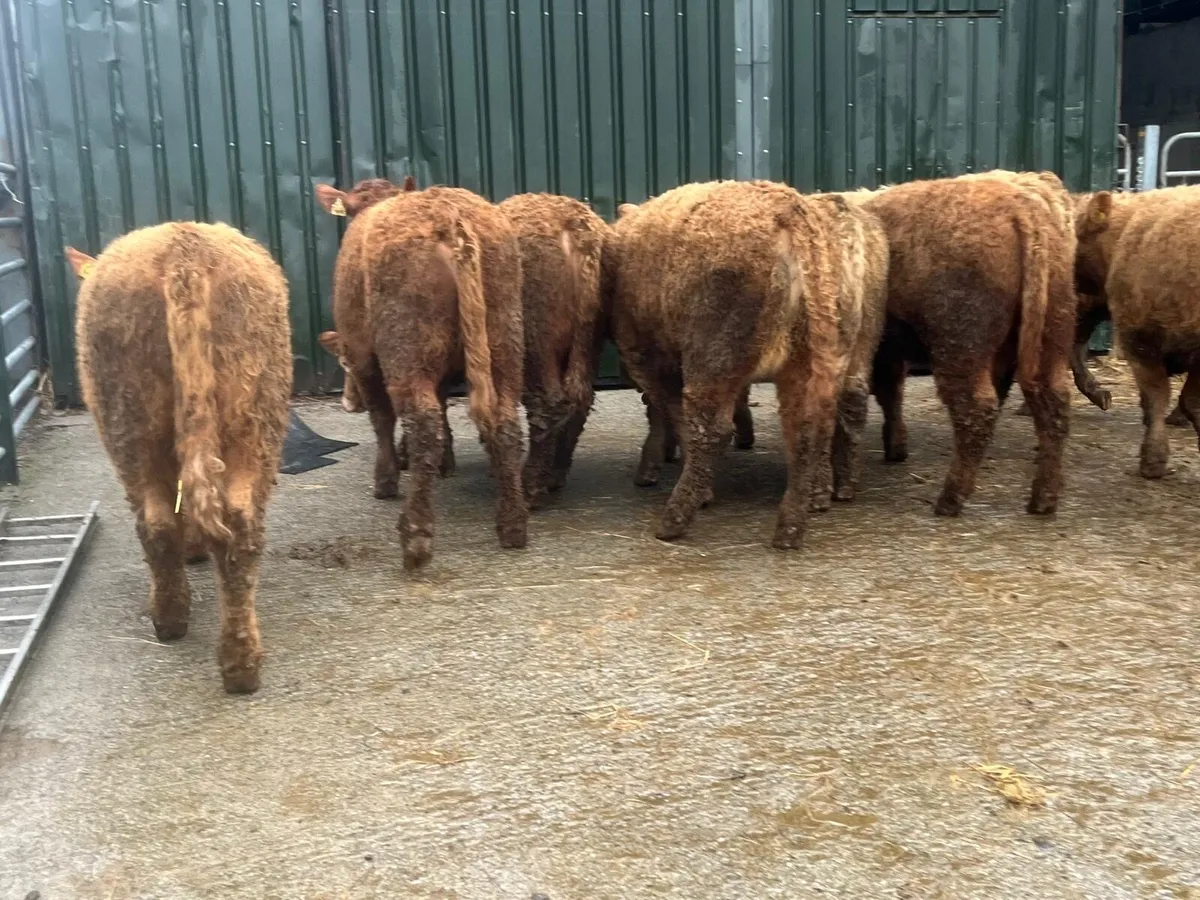 9 super 360 kg orange charlaois heifers - Image 1