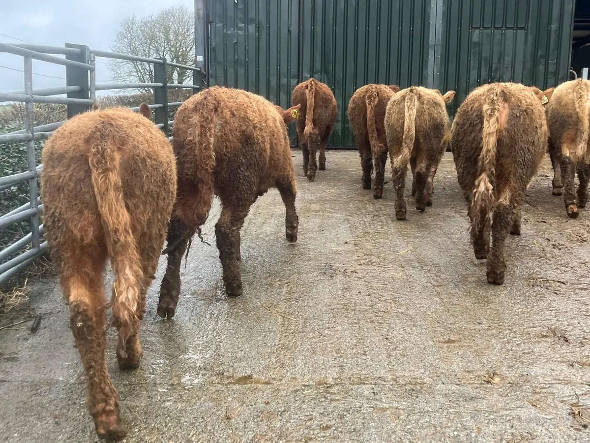 9 super 360 kg orange charlaois heifers - Image 3