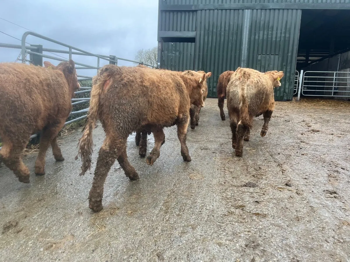 9 super 360 kg orange charlaois heifers - Image 4