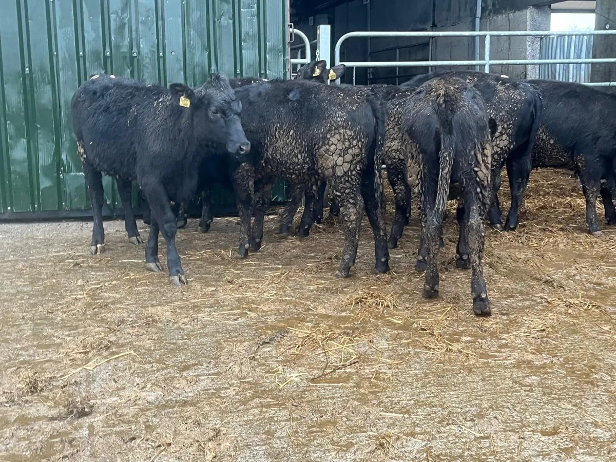 9 super Angus 300 kg store heifers - Image 2