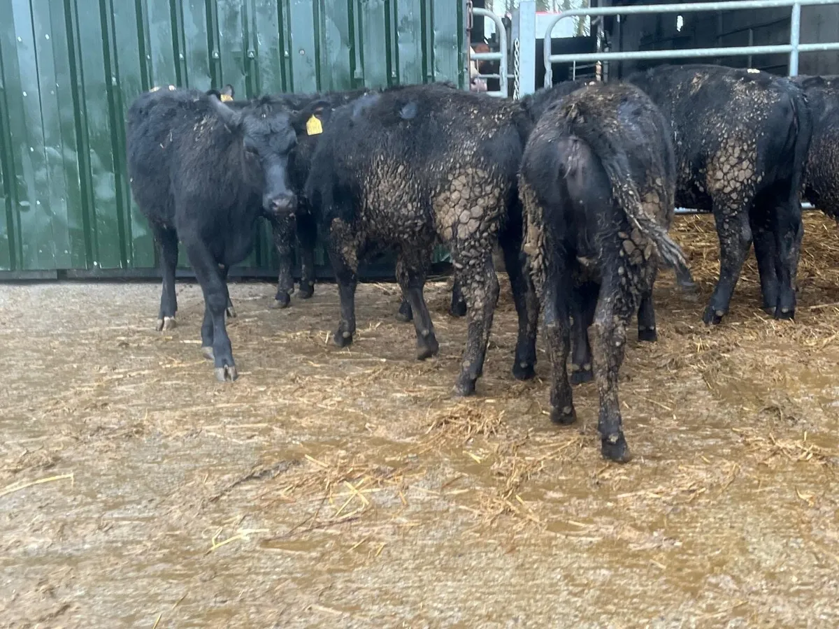 9 super Angus 300 kg store heifers - Image 3