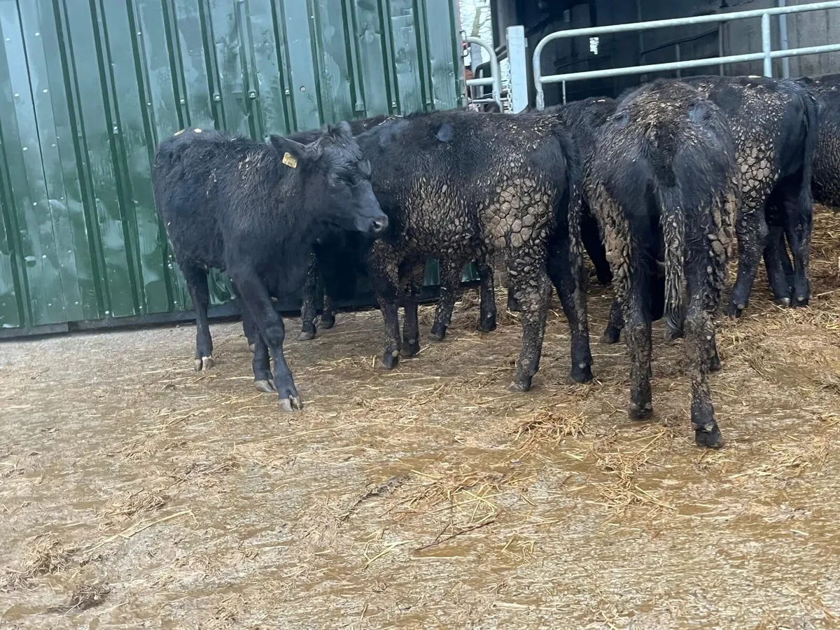 9 super Angus 300 kg store heifers - Image 4