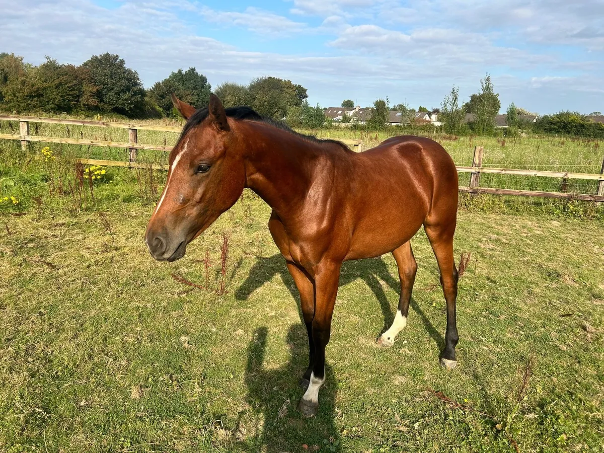 Stunning 2 yr old filly by Tyson - Image 2
