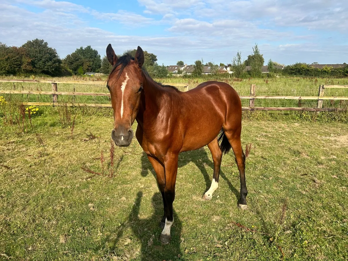 Stunning 2 yr old filly by Tyson - Image 3