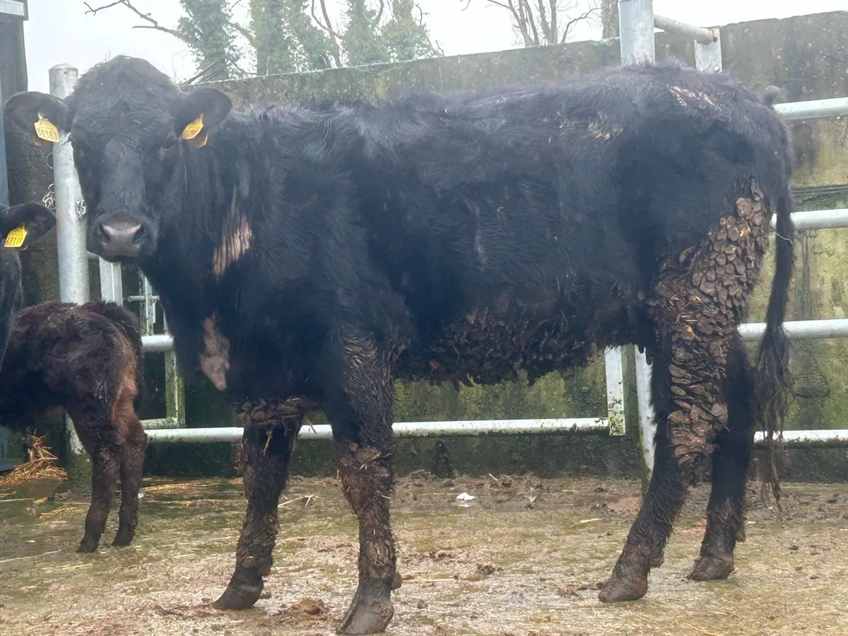 3 first calved limousine heifers - Image 2
