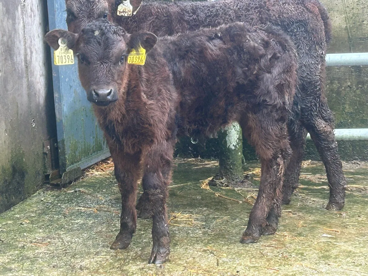 3 first calved limousine heifers - Image 3