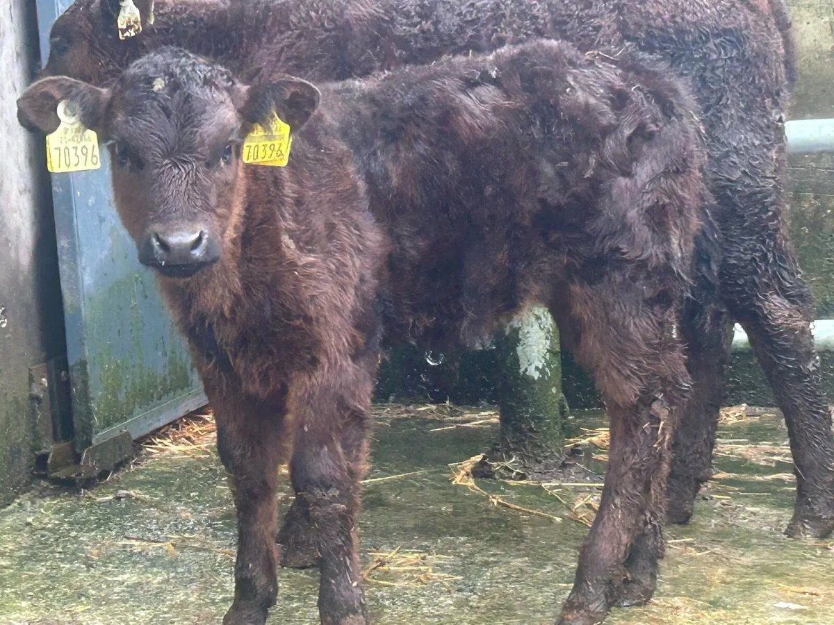 3 first calved limousine heifers - Image 4